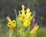 Sale 10 Seeds Golden Eardrops Dicentra Chrysantha Yellow Bleeding Heart ... - £7.74 GBP
