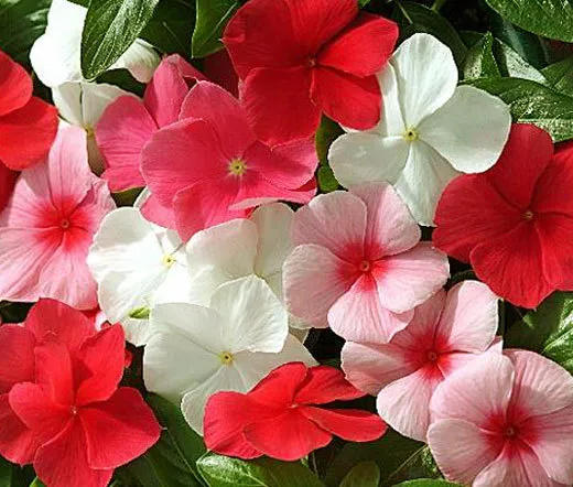 Periwinkle Dwarf Little Mix Catharanthus Roseus 250 Fresh Seeds - £31.95 GBP