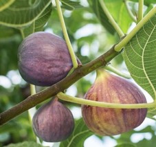 SEPTH Brown Turkey Fig ( ficus carica ) - Live Plant - ( 1 QT ) - £28.64 GBP