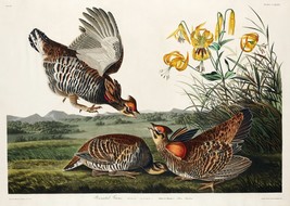 12115.Poster print or Canvas wall decor interior design.Audubon bird.Grouses - £12.94 GBP+