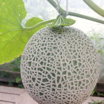 Muskmelon 200 PCS Seeds - $9.71