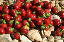 Hungarian Heirloom!!! Kalocsai cseresznye hot pepper, 10 seeds (Ch 095) - $4.99