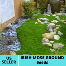 Irish Moss Ground Cover Seeds Sagina Subulata Seed 200Pcs Ornamental Gra... - £14.93 GBP