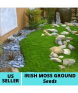 Irish Moss Ground Cover Seeds Sagina Subulata Seed 200Pcs Ornamental Gra... - £14.71 GBP
