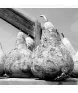 Gourds photograph, farm photograph, rustic photograph black and white ph... - $76.30 CAD