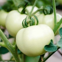 Great White Tomato Seeds 50 Ct White Beefsteak Vegetable US Seller Fast Shipping - £1.58 GBP