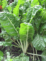 VP Fordhook Giant Swiss Chard Seeds 50 Ct Vegetable Garden Non-Gmo Usa Free S&amp;H - $2.28