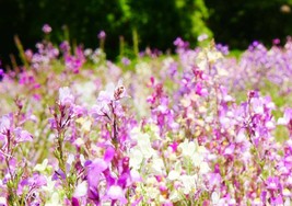 2000+ Snapdragon Seeds **Dwarf Fairy Mix** Baby Toadflax Flowers, - £2.85 GBP
