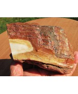 Golden Hampton Butte Petrified Wood Desktop Specimen 2 Lbs 4 oz  Polishe... - £31.06 GBP