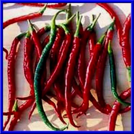 USA Seller FreshMexican Finger Hots Pepper Seeds Plants Get Loaded With ... - $12.98