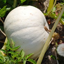 Mpb#4 Pumpkin Seeds 25 Thru 100 Lumina White Pumpkin Seeds Treated Seeds Gardeni - £11.54 GBP