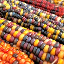 Bulk Fiesta Ornamental Corn Seeds Rainbow Treated Seed Free Fast Shipping - £29.01 GBP