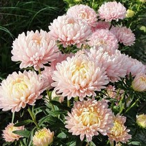 Duchess Apricot Peony Aster Flower Seeds - $3.83