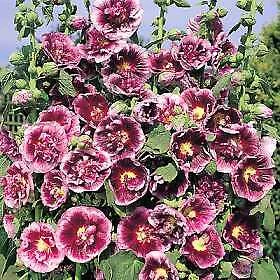Fragrant Alcea rosea Creme de Cassis 1,000 seeds - $3,871.41 MXN