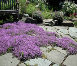 Creeping Thyme Seeds Red Ground For Heirloom Cover Planting Thymus Peren... - $8.35