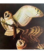 Barn Owl Bird 1946 Color Art Print John James Audubon Nature DWV2F - $39.99