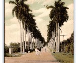 Royal Palm Avenue Street View Havana Cuba UDB Postcard S14 - $3.91