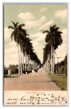 Royal Palm Avenue Street View Havana Cuba UDB Postcard S14 - £3.07 GBP