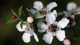 Pure Manuka Essential Oil 10ml, concentrated 100%  Pure - $7.58