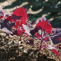 Seeds 300 Bright Red Orach Seeds French Spinach Atriplex Hortensis - £5.97 GBP