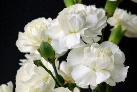 50 White Carnation Caryophyllus Grenadin Flower Seeds *Flat   - $17.00