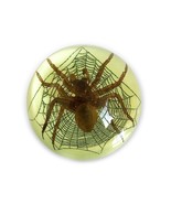 Real Spider Half Dome Glows In Dark Genuine INSECT Desktop Paperweight L... - $266.95 MXN