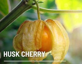 20 Tomatillo Husk Cherry Seed Physalis pruinosa Heirloom Vegetable Groun... - £12.59 GBP