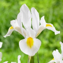 10 Seeds - Giant Dutch Iris White Yellow Tongue Flowers Perennials - £7.09 GBP