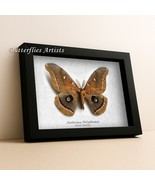 Real Silk Moth Antheraea polyphemus Framed Taxidermy Entomology Shadowbox - $107.29 CAD