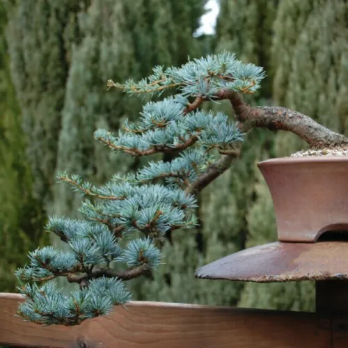 Blue Spruce Bonsai Tree Seeds 50 Seeds Colorado Blue Spruce Picea Pungens Fresh  - £17.29 GBP