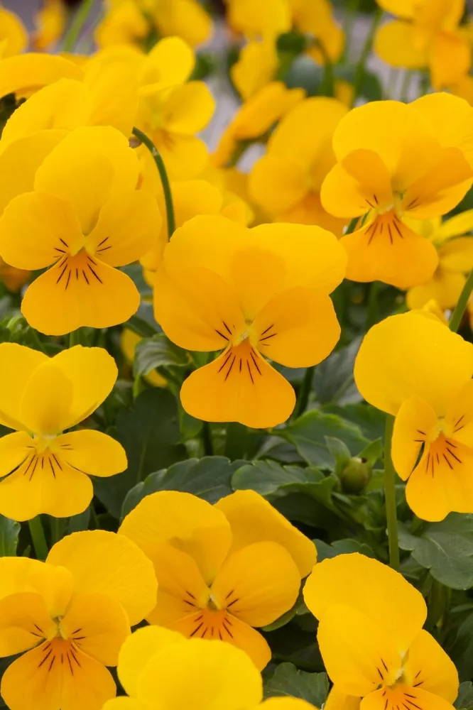 G_S Viola Seeds 25 Viola Rebelina Golden Yellow Trailing Viola - $14.90