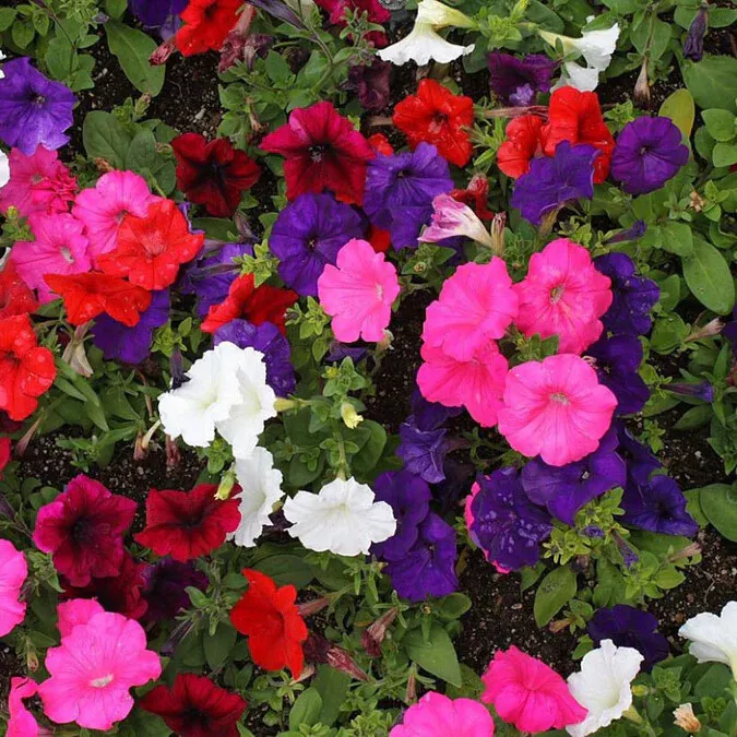 2000 Seeds Dwarf Petunia Mix Seeds, Multicolor Mix, Compact - $4.98