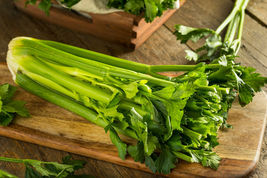 2750 Celery Seeds Heirloom Stringless Vegetable for Microgreens or Plant... - £3.96 GBP
