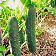 New Fresh Seeds Marketmore 76 Cucumber Slicing Picking Cucumbers Vegetable - £6.27 GBP