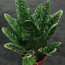 Best Anthurium Superbum Bird&#39;s Nest / Anthurium / Live Plant - $24.99