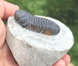Item image 12