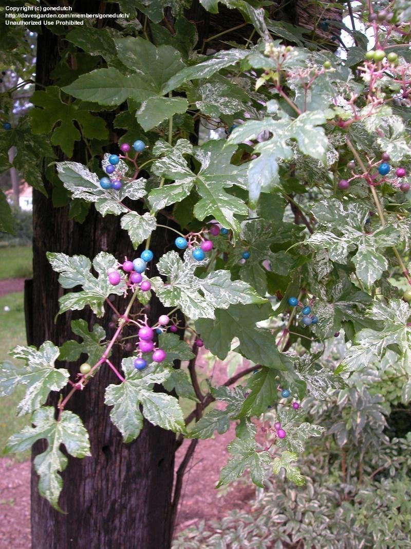 Variegated Porcelain Berry Vine 'Elegans' Vine Plant, 20+ Seeds