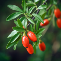 6-8&quot; Tall Live Plants 3 Goji Berry Shrubs/Bushes/Trees Lycium barbarum - £56.42 GBP