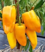 Sweet Pepper Yellow Monster, 25 Seeds R - £13.03 GBP