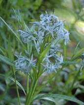 Shining Blue Star Amsonia Illustrus Perennial Blue Flower 20 Seeds Fresh Gardeni - $9.98