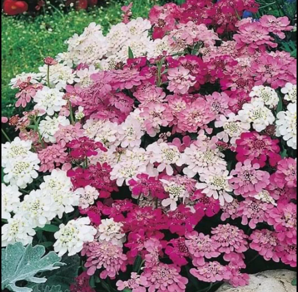 200+CANDYTUFT MIX Seeds GLOBE Annual Iberis Umbellata - $7.46