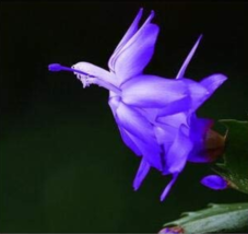 20Pcs Bag Beautiful Zygocactus Truncatus Schlumbergera Plants Easy To Gr... - $14.90