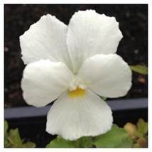 30 White Perfection Viola Flower Seeds Shade Perennial - £13.49 GBP