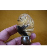 (TNE-OTT-338A) brown sea Otter Nutria TAGUA NUT Figurine Carving Vegetab... - £18.19 GBP