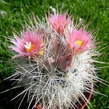 Start Your Cacti Oasis - 10 Escobaria Mix Seeds, Easy-to-Grow Succulents, Ideal  - $9.50