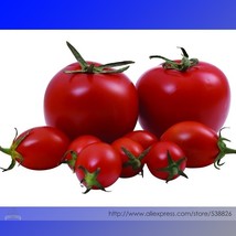 SL &#39;Honglian&#39; Small Big Mixed Dark Red Tomato Hybrid F1 Tomato Seeds, Profession - £1.06 GBP