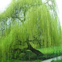 Grow In US 5 Bright Green Willow Seeds Tree Weeping Flower Giant Full Landscape  - £8.96 GBP