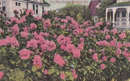 Portland Oregon OR Rose Garden 1910 Mankato MN Postcard D31 - £2.38 GBP
