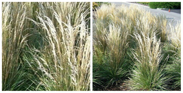 Overdam Variegated Feather Reed Grass - Calamagrostis - Quart Pot - C2 - £41.84 GBP