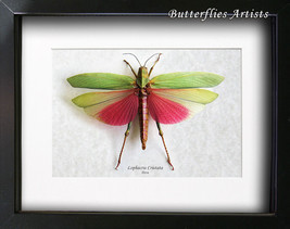 Giant Pink Grasshopper Lophacris Cristata XL Female Framed Entomology Sh... - $98.99